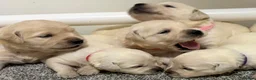 Golden Retriever dogs for sale: Beautiful healthy puppies - Advert 4