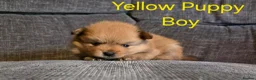 Pomeranian dogs for sale: 3 Beautiful pomeranian puppies for sale - Advert 10