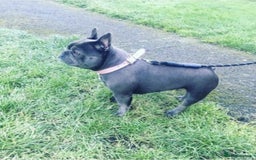 French Bulldog dogs for sale: French Bulldog - Image 7