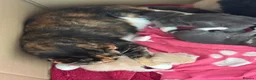 Mixed Breed cats for sale: Beautiful litter off 5 - Advert 10