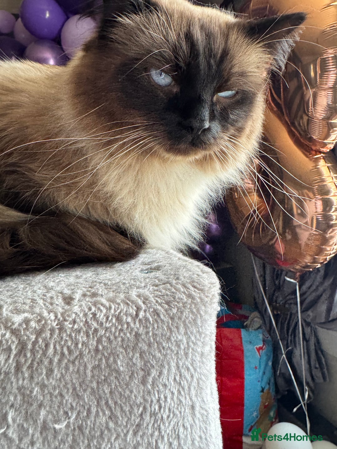 Ragdoll cats for sale: 4 stunning seal point ragdoll boys  - Image 19