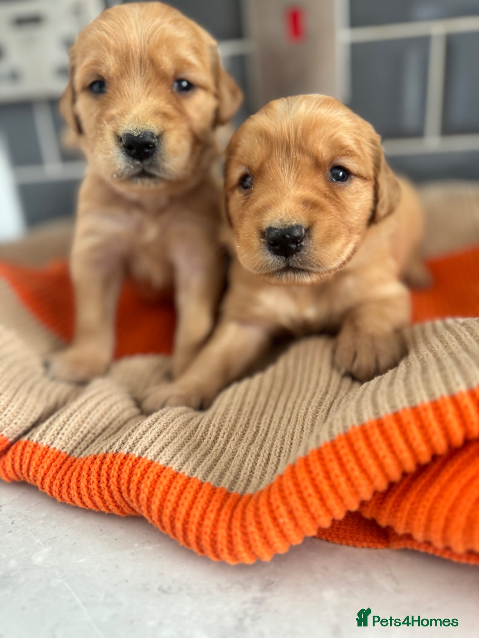 Golden Retriever dogs 8 exceptional Golden Retriever  - Advert 1