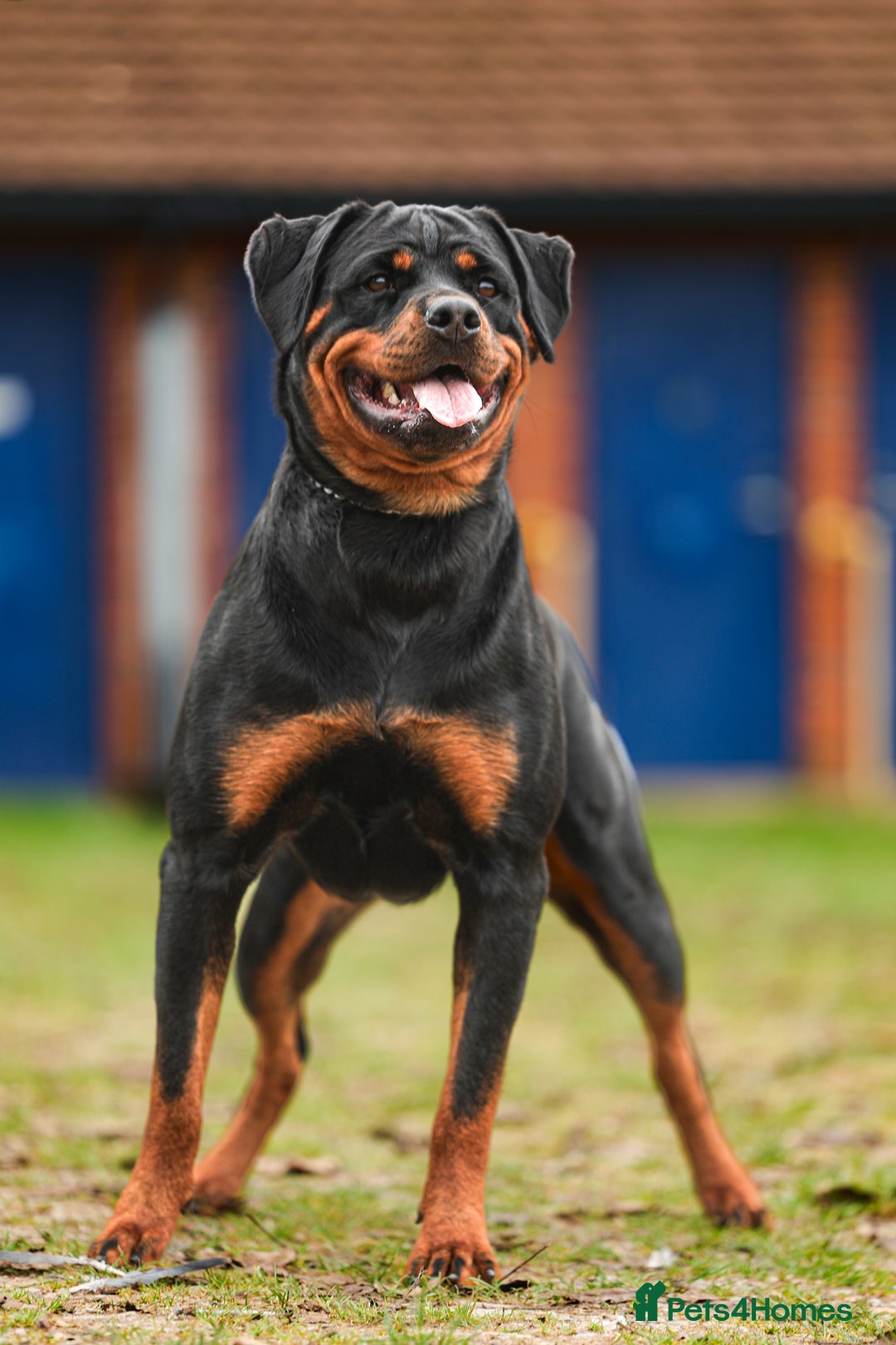 Rottweiler dogs for sale: The Warren litter! - Advert 6