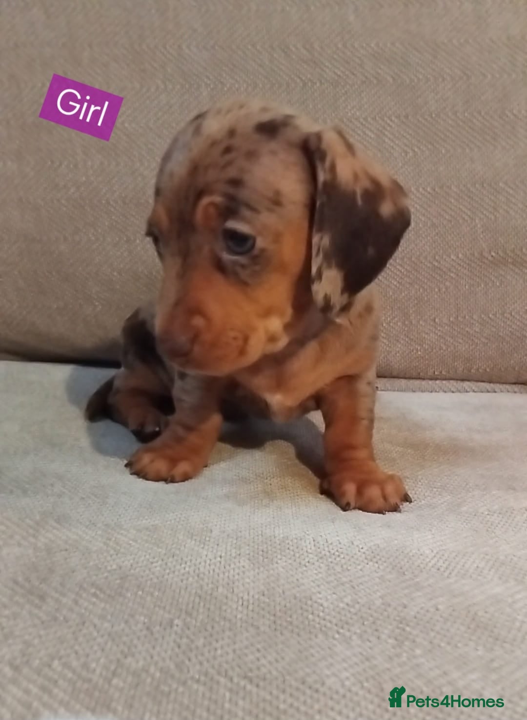 Miniature Dachshund dogs KC, PRA, ready to leave = 3 = January  - Advert 7