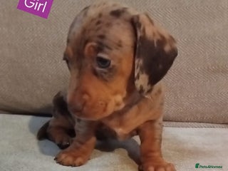 Miniature Dachshund dogs KC, PRA, ready to leave = 3 = January - Advert 7