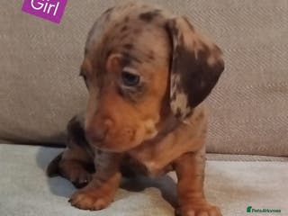 Miniature Dachshund dogs KC, PRA, LAST GIRL Now reserved £1300 - Advert 9