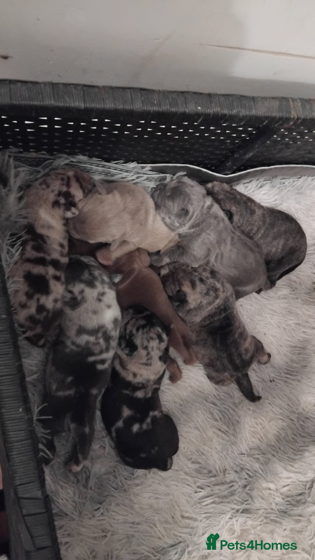 American Bulldog dogs for sale: Pocket bullies beautiful colours - Advert 2