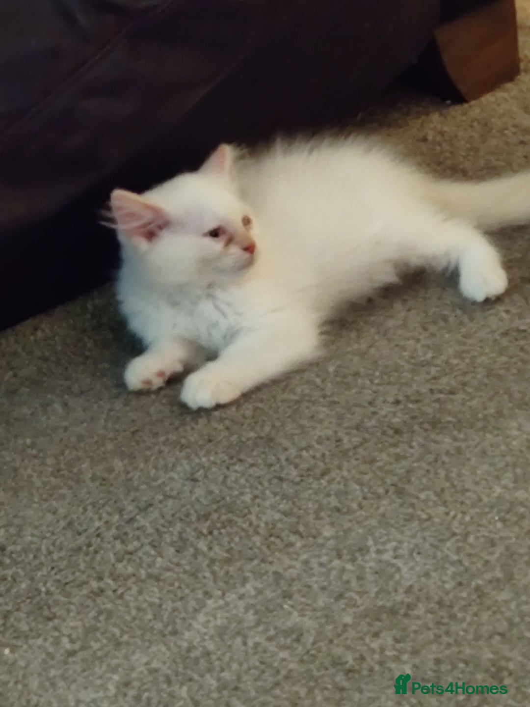 Ragdoll cats for sale: Beautiful Cream point Ragdoll 6months  - Advert 3