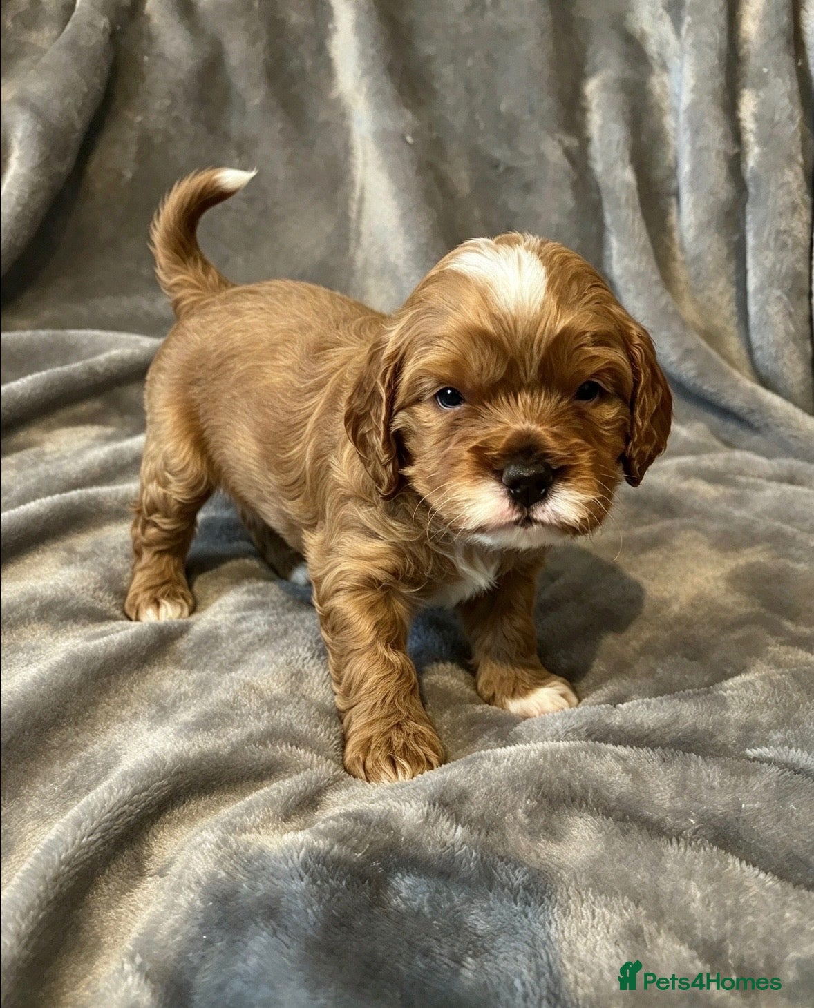 Cavapoo dogs 🐾3 STUNNING CAVAPOO GIRLS - READY NOVEMBER 6TH 🐾 - Advert 2