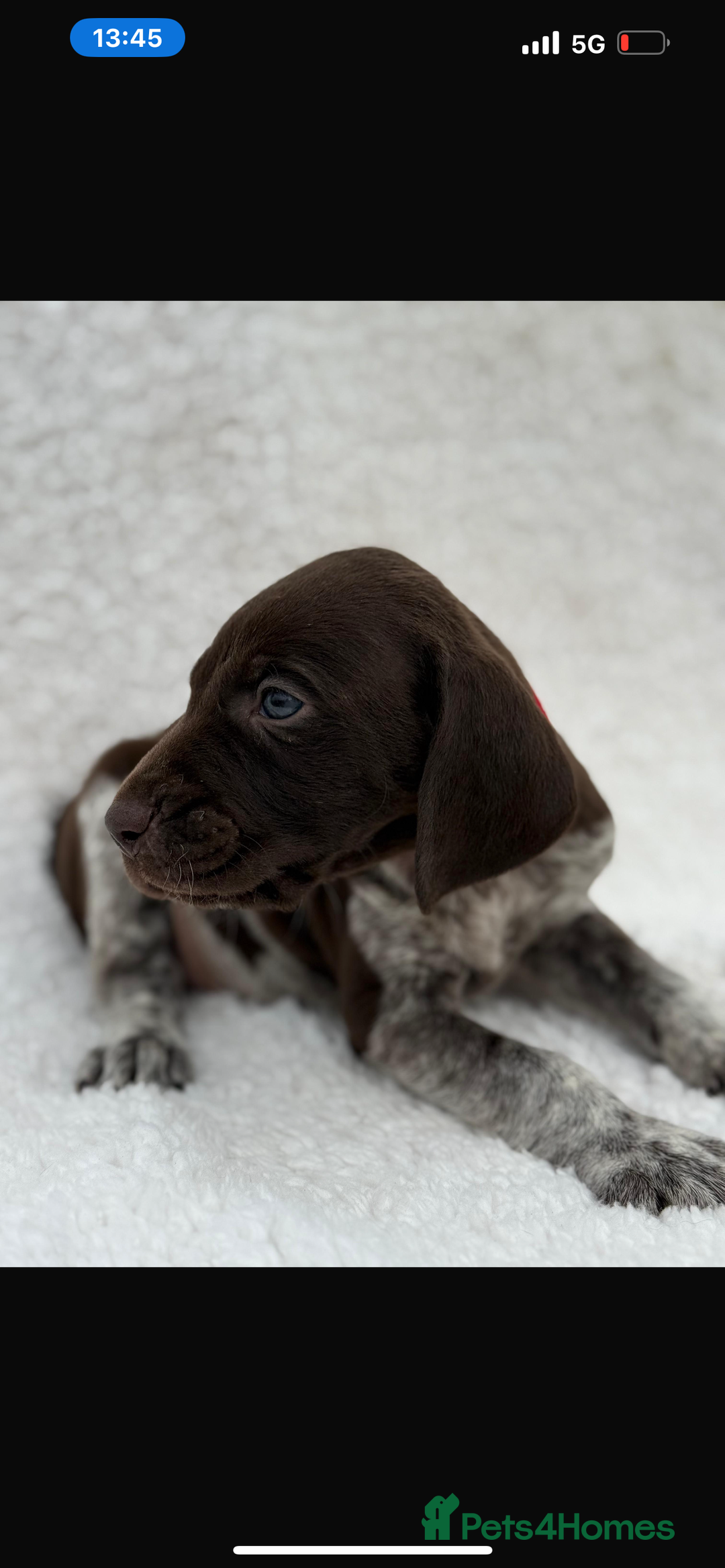 German Shorthaired Pointer dogs for sale: KC registered German Shorthair Pointer Puppy - Advert 24