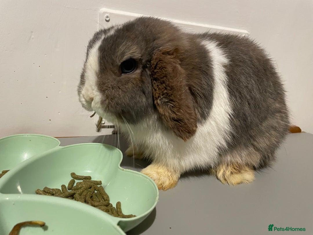 Mini Lop rabbits for sale: Pure Bred Mini Lops 🩵🩷 - Advert 1