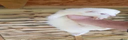 Ferret rodents for sale: 2 baby ferrets  - Advert 1