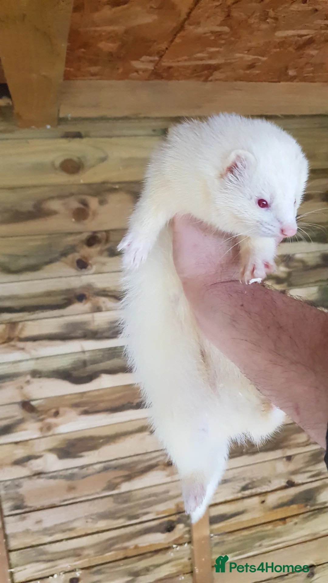 Ferret rodents for sale: 2 baby ferrets  - Advert 1