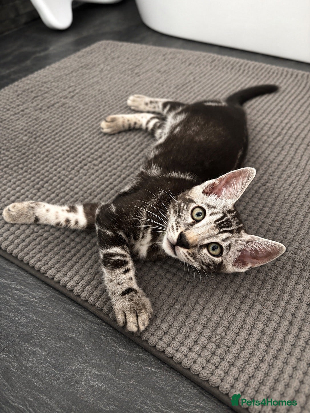 Bengal cats Tica registered male silver charcoal kitten  - Advert 14