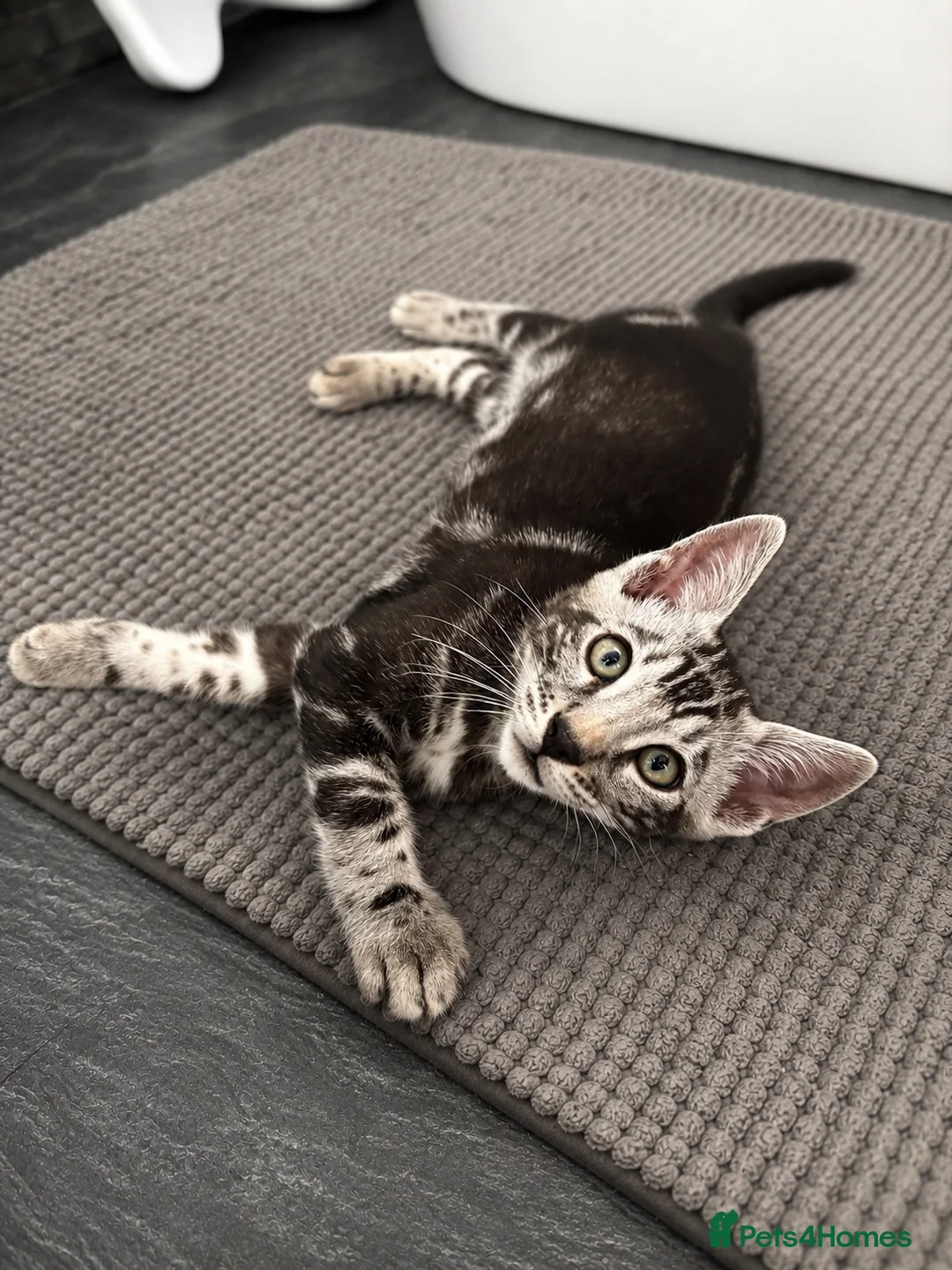 Bengal cats for sale: Tica registered male silver charcoal kitten  - Advert 1