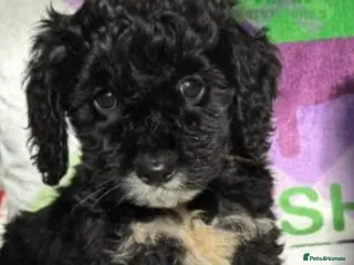 Cockapoo dogs F1 mini cockapoos 30 dna health tested - Advert 8