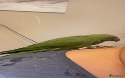 Ringnecks birds for sale: Handreared and Tame baby Indian ringneck - Image 2