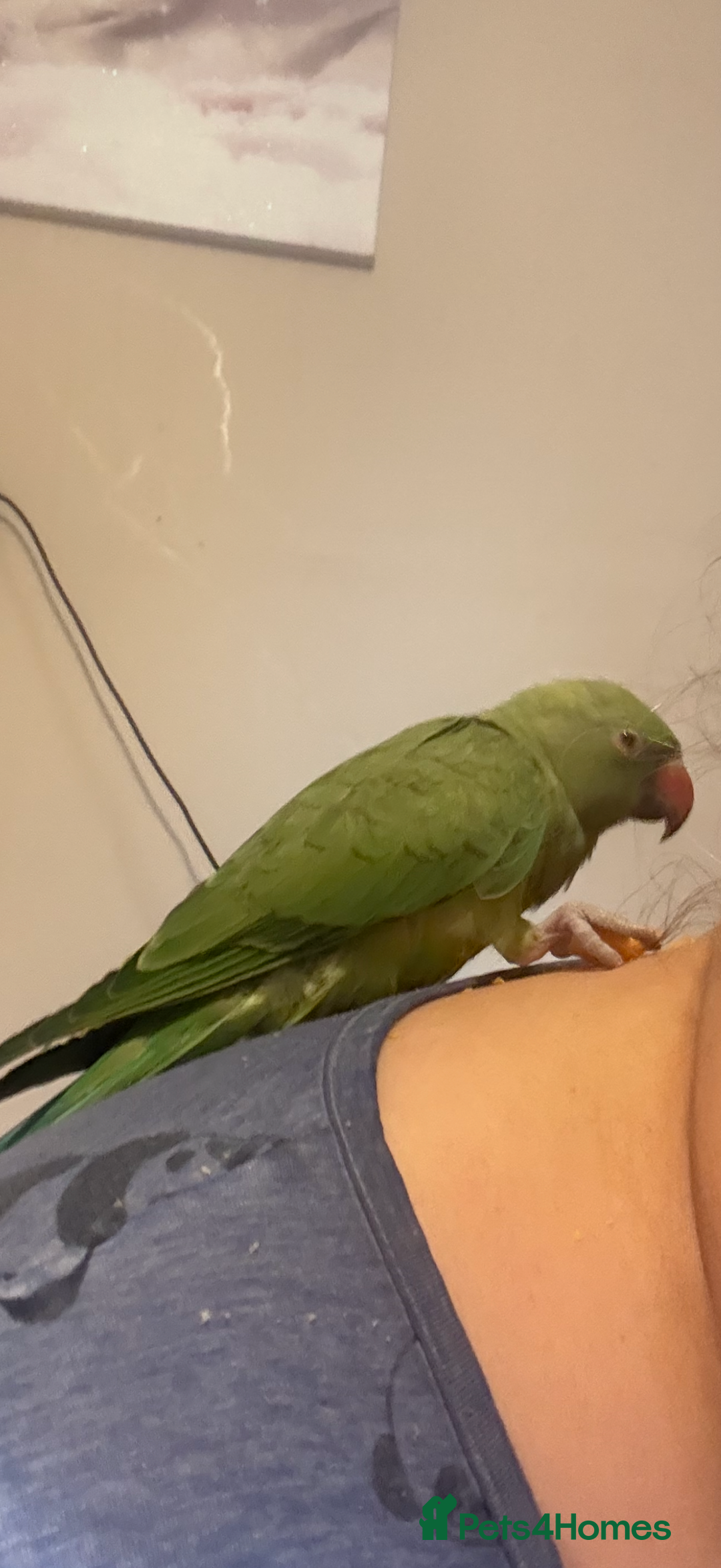 Ringnecks birds for sale: Handreared and Tame baby Indian ringneck - Image 2
