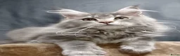 Maine Coon cats for sale: Stunning Dolly tica registered blue ticked tabby - Advert 8
