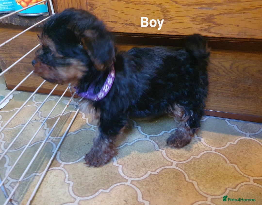 Yorkshire Terrier dogs for sale: Yorkshire terrier puppies 2 girls  - Advert 13