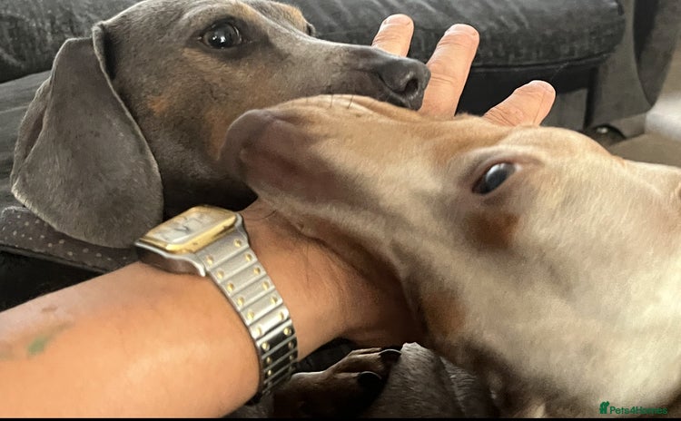 Dachshund dogs - Advert 13