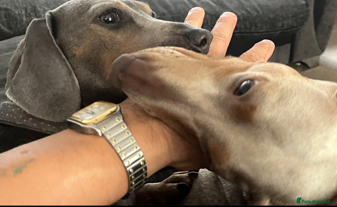 Dachshund dogs for sale: Beautiful Isabella exceptional Pups  - Image 1