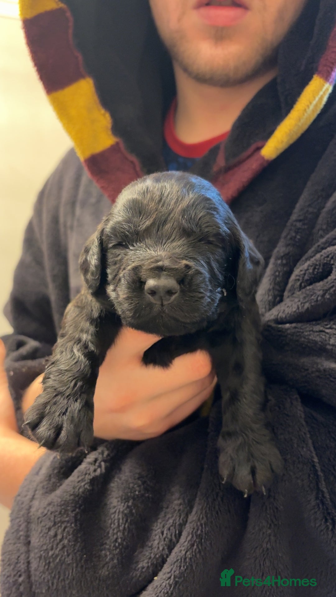Cocker Spaniel dogs for sale: Cocker spaniel puppies - Advert 29
