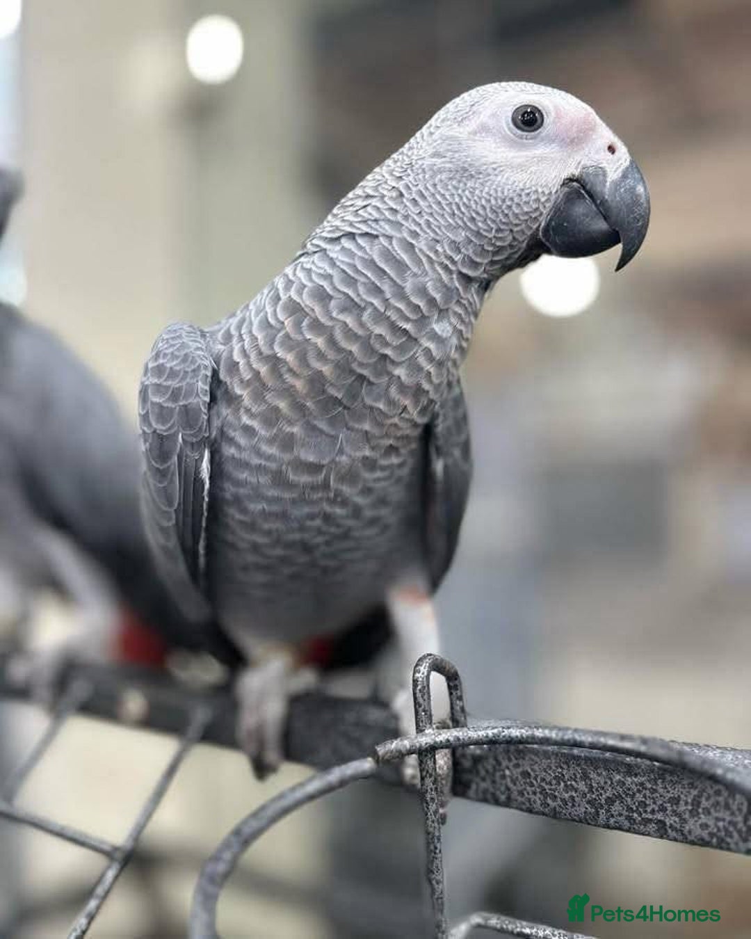 Budgerigars birds for sale: Handreared Parrot  - Image 2