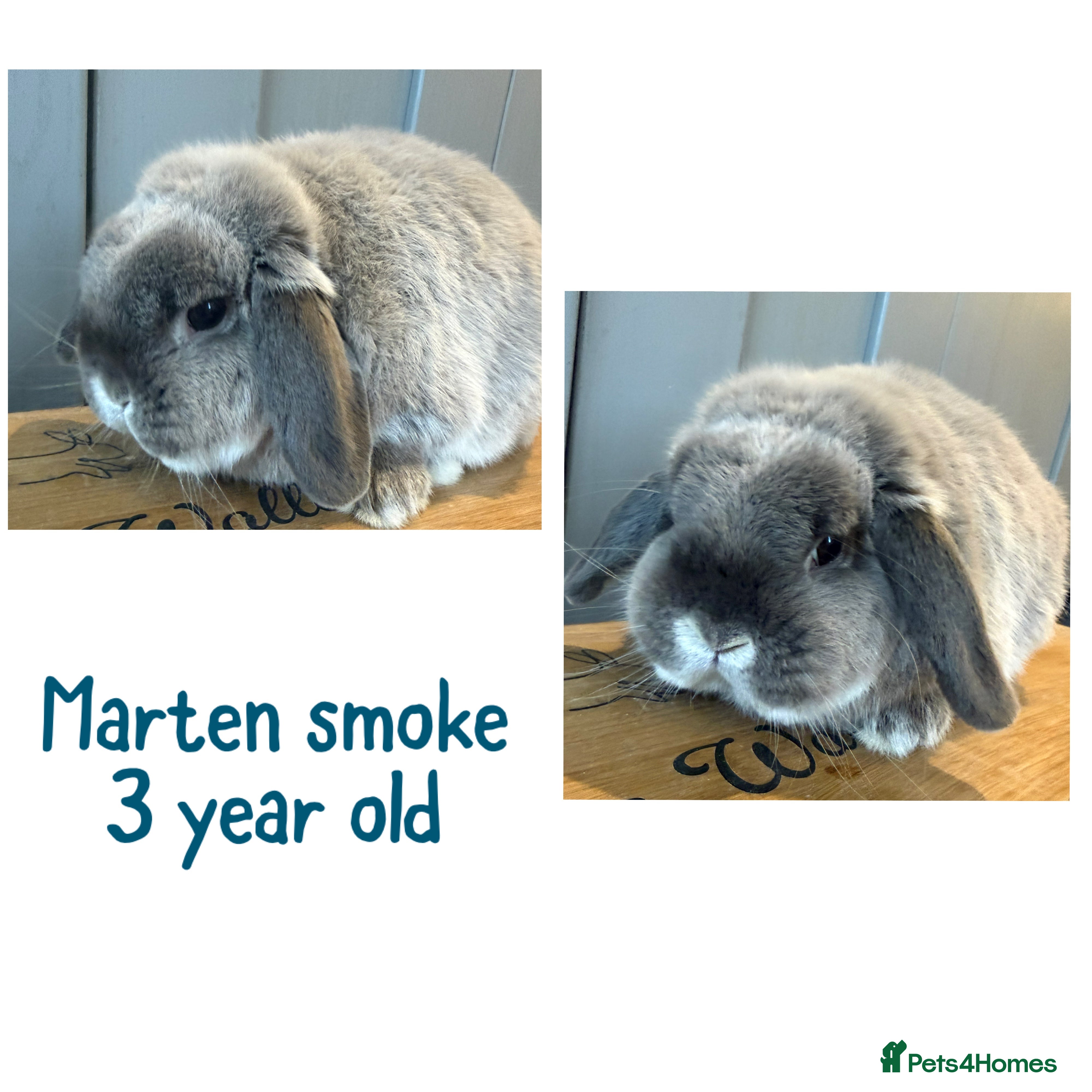 Mini Lop rabbits Mini lop boys - various ages - 2 left - Advert 6