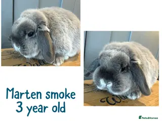 Mini Lop rabbits Mini lop boys - various ages - 2 left - Advert 6