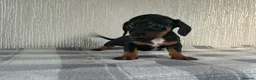 Jackshund dogs for sale: Beautiful jackshund puppies  in Cambridge - Advert 7