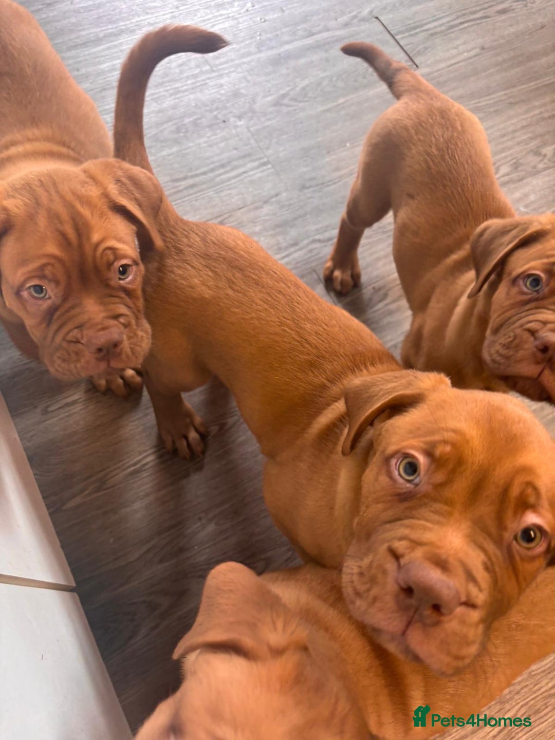 Dogue De Bordeaux dogs for sale: Dogue de bordeux  puppies  - Image 3