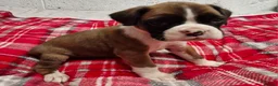 Boxer dogs for sale: Kc boxer puppies - Advert 15