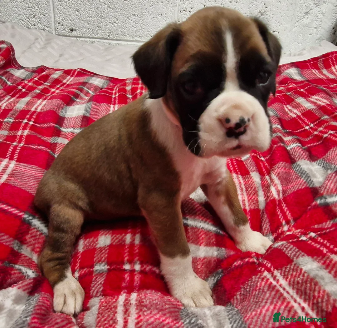 Boxer dogs for sale: Kc boxer puppies - Advert 15