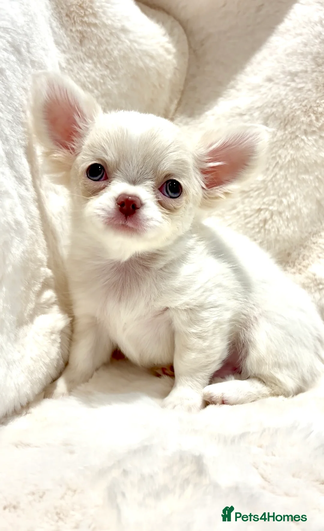 Chihuahua dogs for sale: (RESERVED)KC CHIHUAHUA PUPPIES  - Advert 6