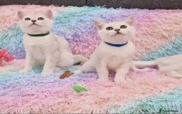 British Shorthair cats for sale: British Shorthair Silver Chinchilla  - Image 25