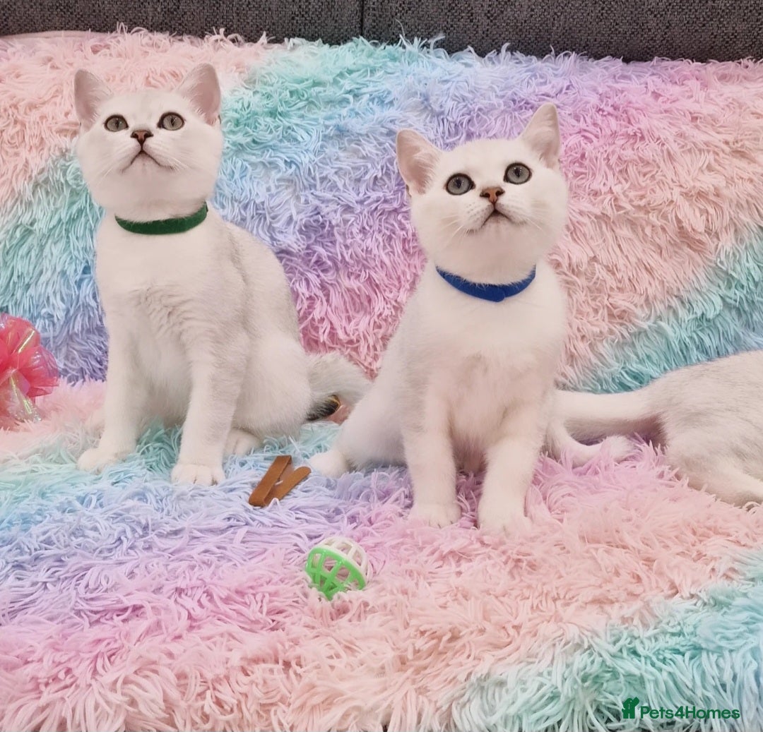 British Shorthair cats for sale: British Shorthair Silver Chinchilla  - Image 25
