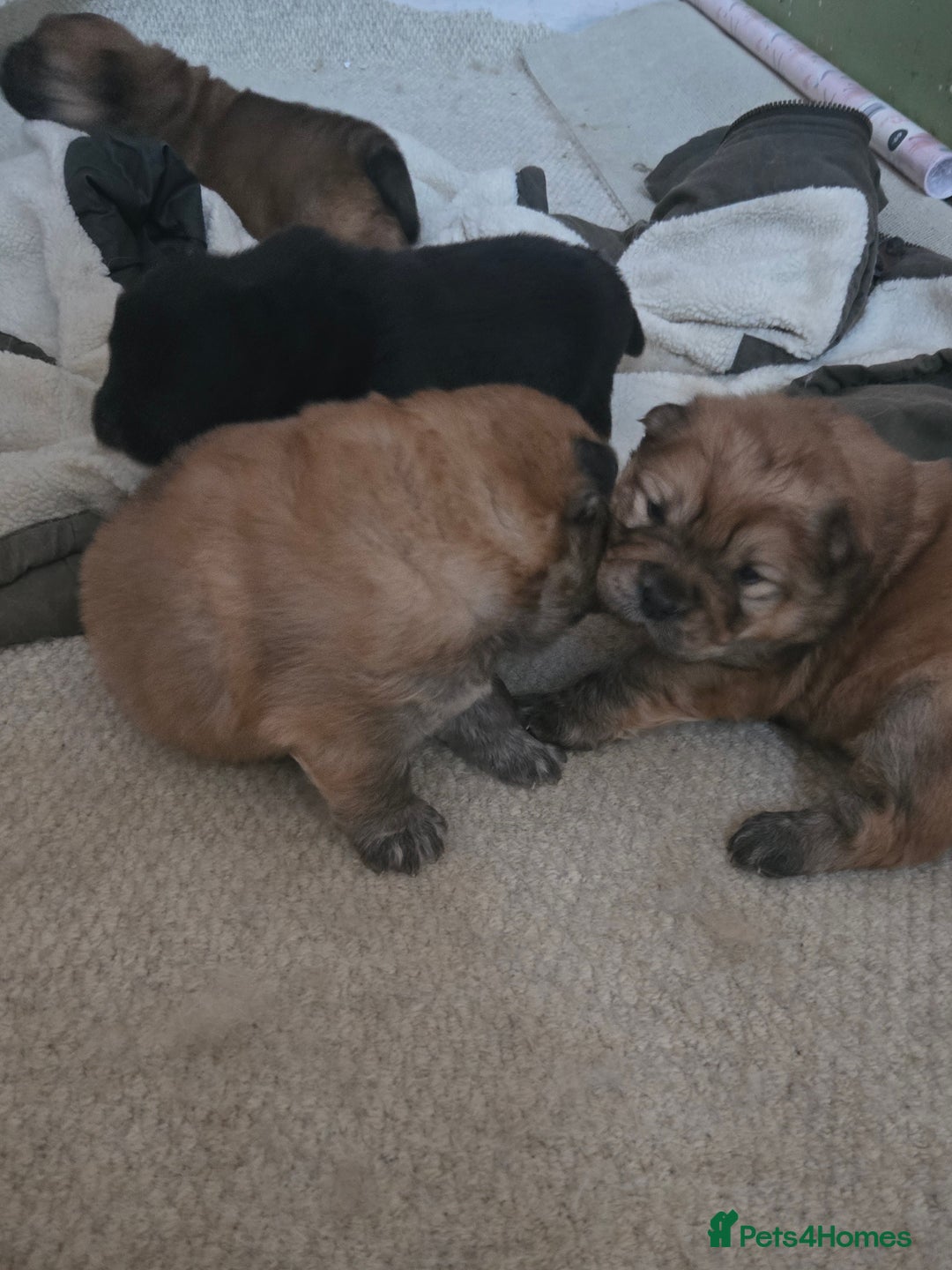 Chow Chow dogs for sale: Chow chow puppies - Advert 3