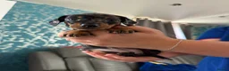 Miniature Dachshund dogs for sale: 3 Silver Dapple Mini Dachshund Pups for sale in Dunfermline - Advert 4