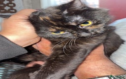 Bombay cats for sale: Donna 1🧡 - Image 6