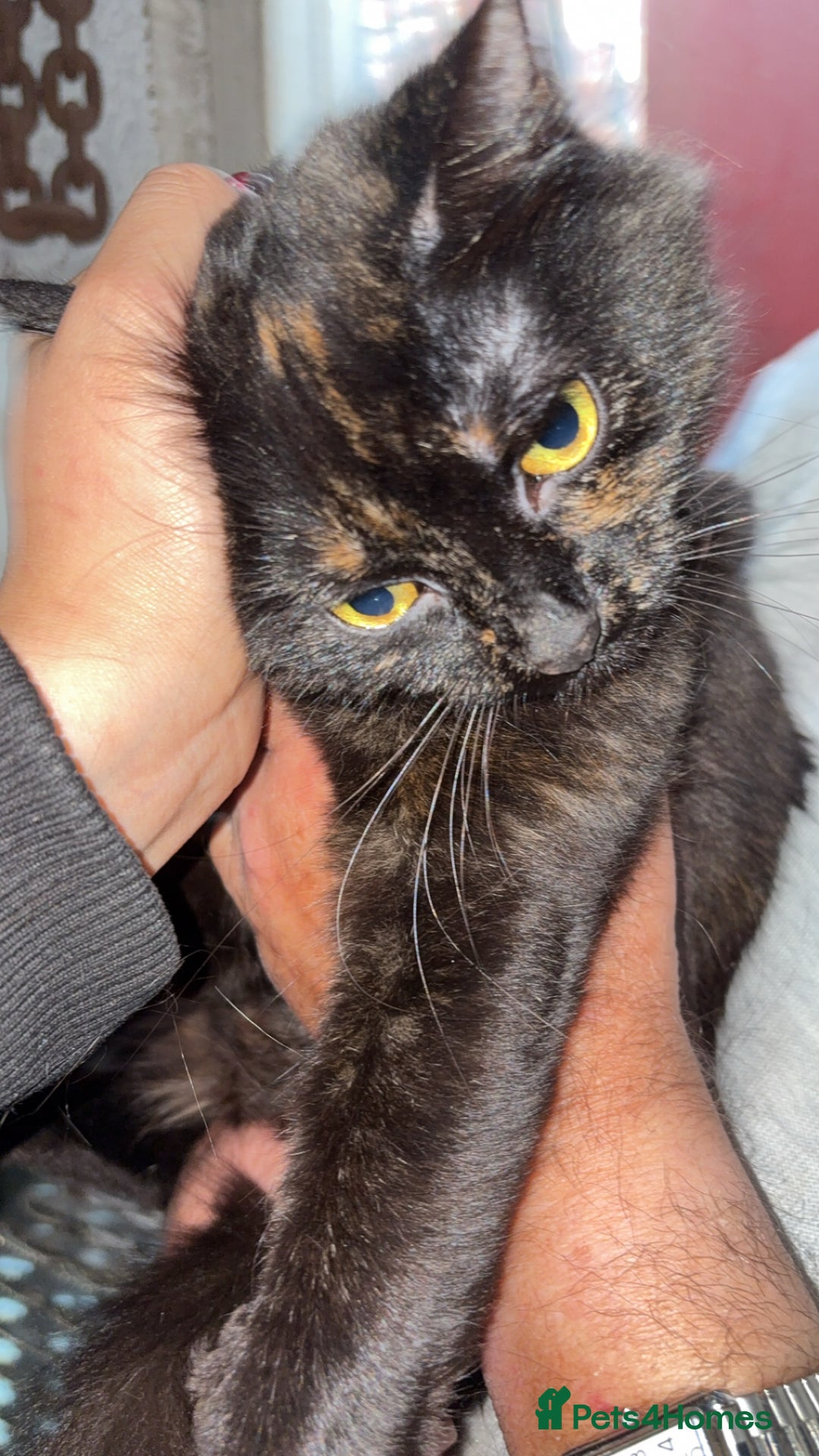 Bombay cats for sale: Donna 1🧡 - Image 6