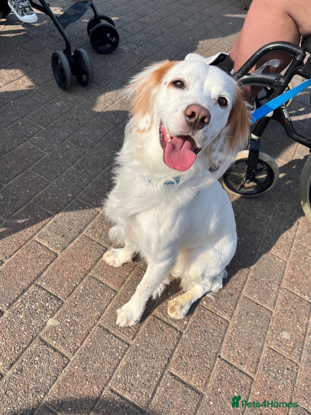 Cocker Spaniel dogs for sale: 1 year old cocker spaniel for sale - Image 2