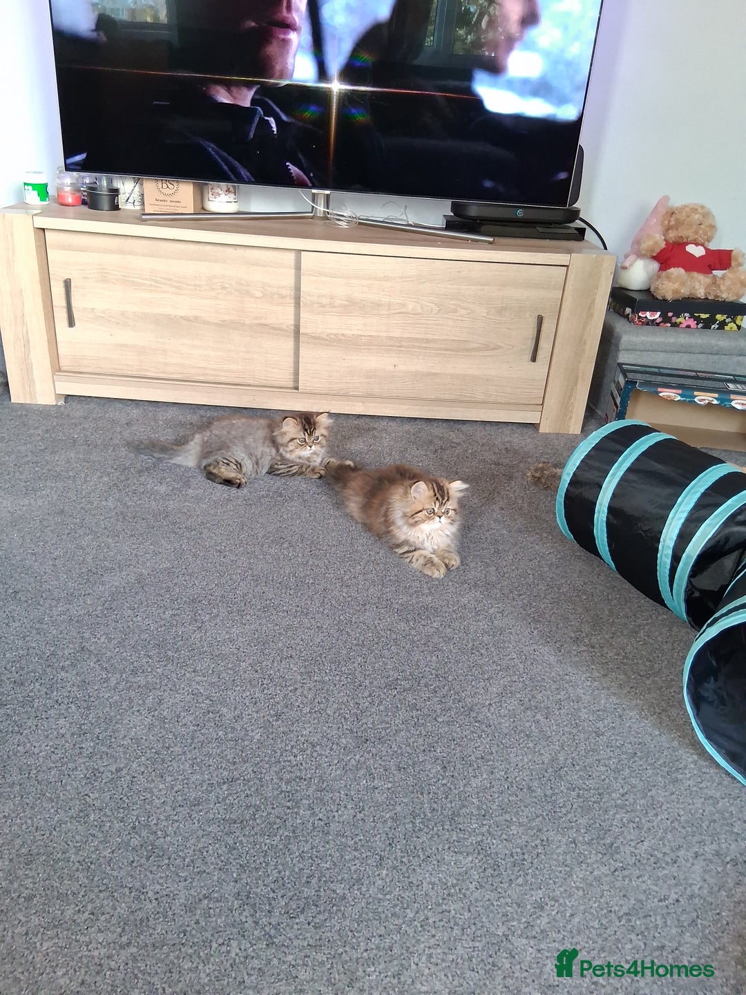 Persian cats for sale: Adorable pure Persian  - Image 9