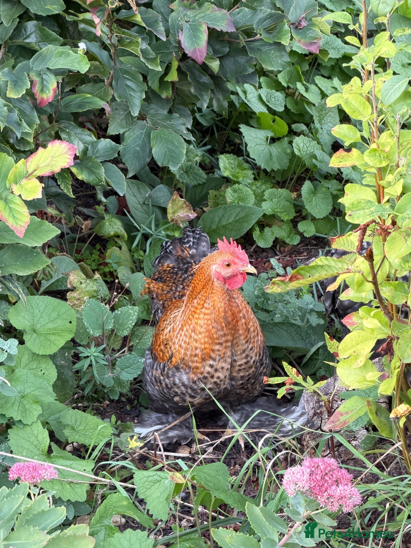 Chickens poultry Three bantam cockerels - Advert 1