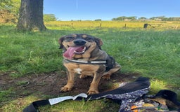 Mixed Breed dogs for sale: Mixed breed rescue dog from Cyprus  - Image 3