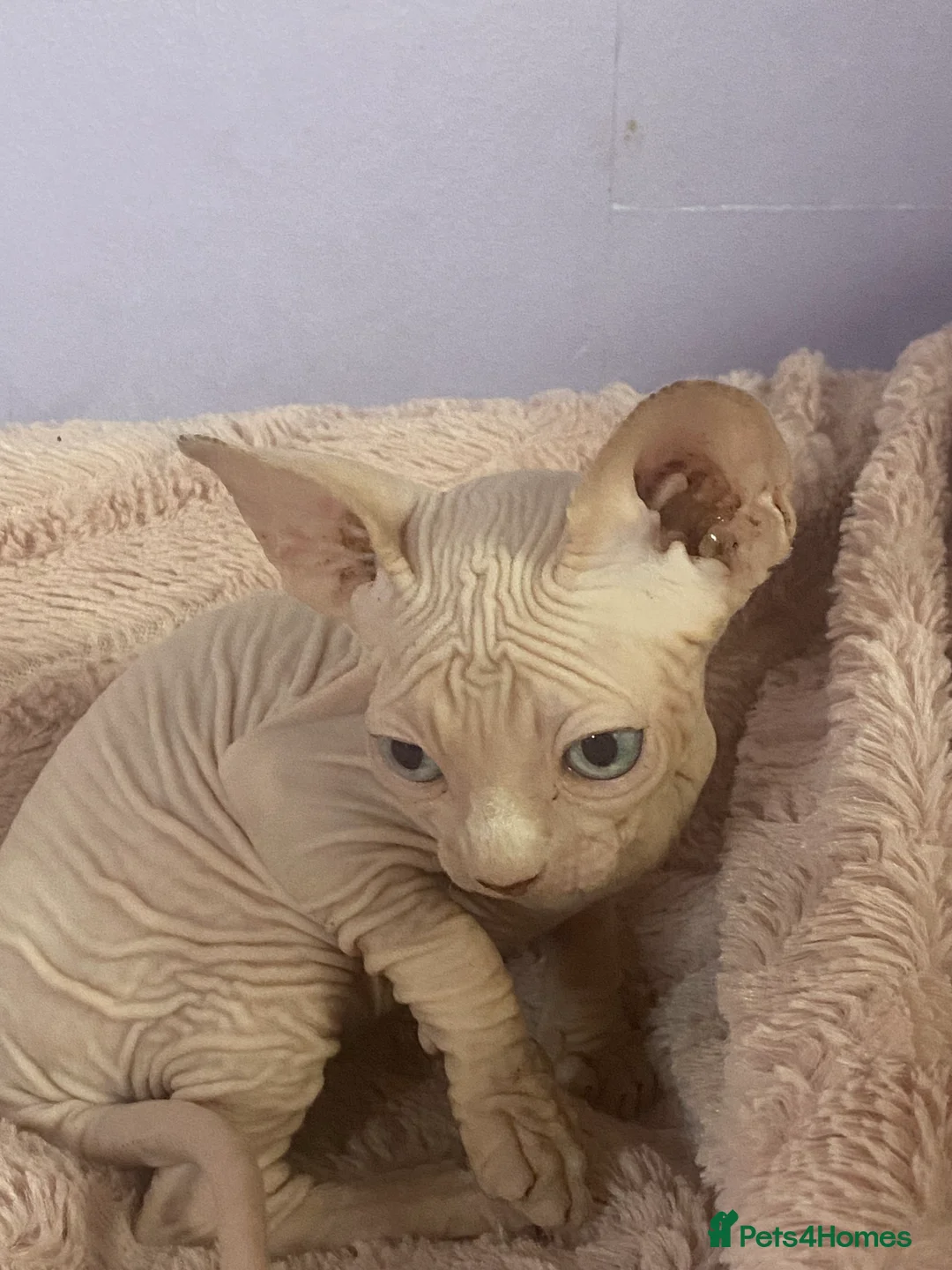 Sphynx cats for sale: 💖 3 Beautiful Sphynx Kittens – 1 Boy & 2 Girls 💖 - Advert 4