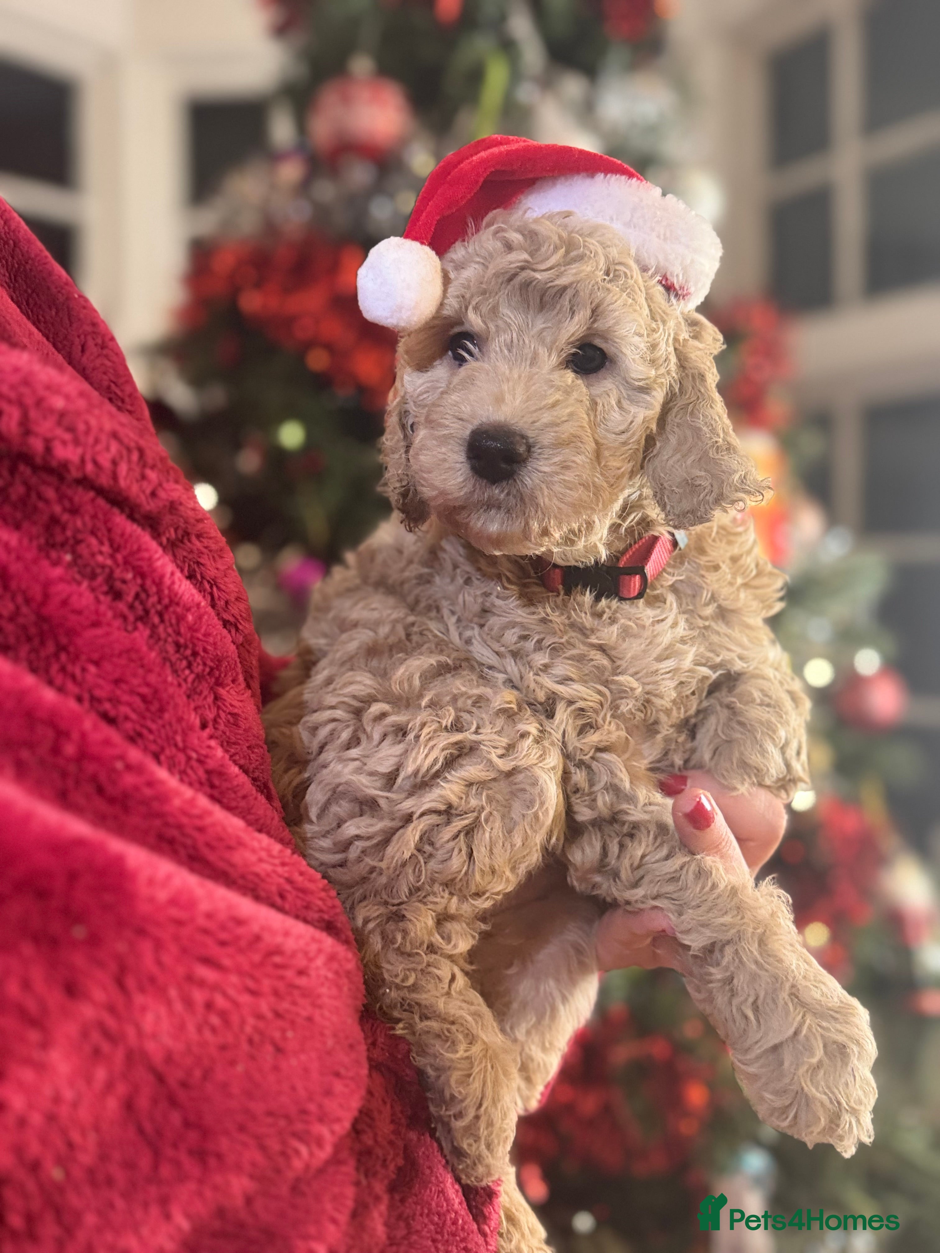 Mini Goldendoodle dogs Miniature Goldendoodle F1b Puppies - Advert 1