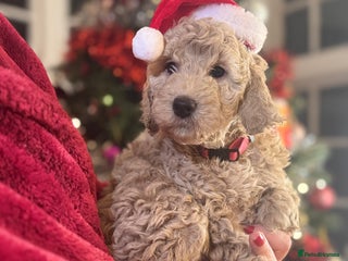 Mini Goldendoodle dogs Miniature Goldendoodle F1b Puppies - Advert 1