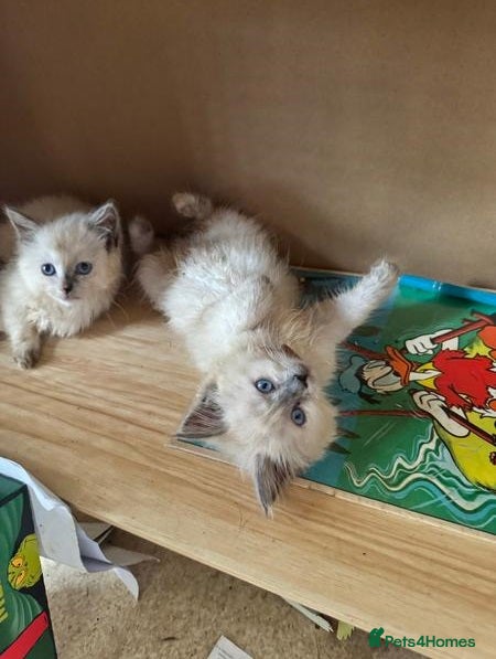 Ragdoll cats Perfect raised Ragdoll Kittens get them now - Advert 1