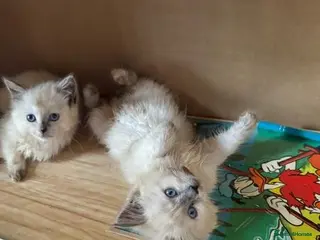 Ragdoll cats Perfect raised Ragdoll Kittens get them now - Advert 1